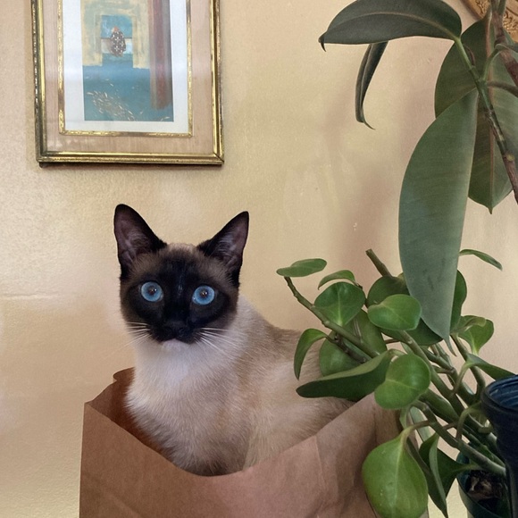 Meet your Posher, Priscilla - Picture 7 of 7